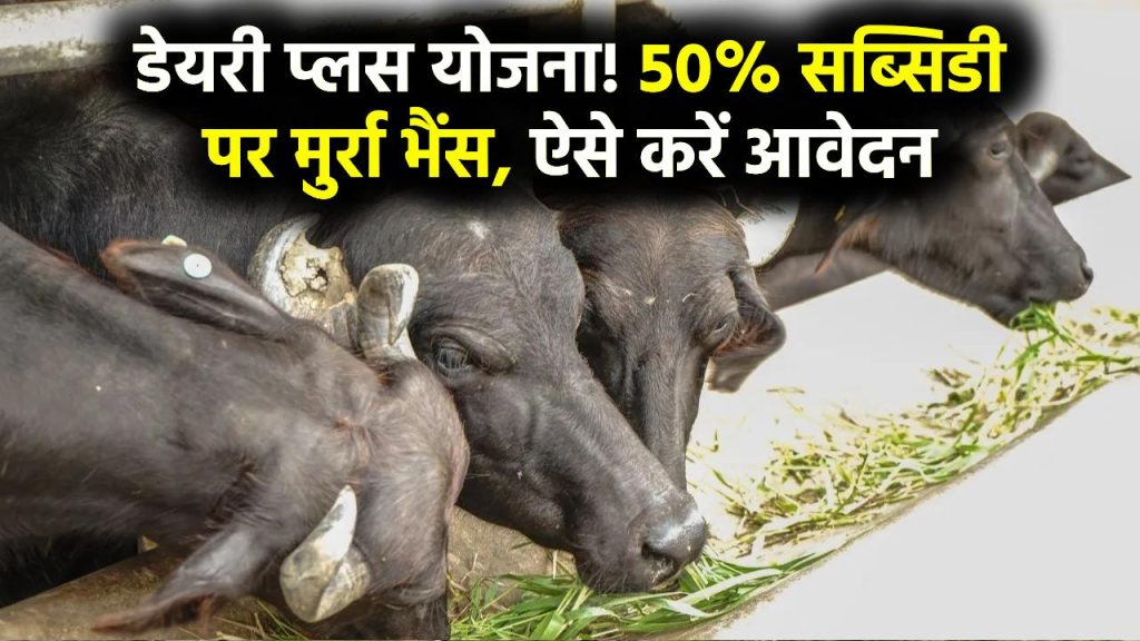 Dairy Plus Scheme: 50% सब्सिडी पर मिलेगी मुर्रा भैंस! मुख्यमंत्री डेयरी प्लस योजना में आवेदन प्रक्रिया जानें 1 Dairy Plus Scheme: 50% सब्सिडी पर मिलेगी मुर्रा भैंस! मुख्यमंत्री डेयरी प्लस योजना में आवेदन प्रक्रिया जानें