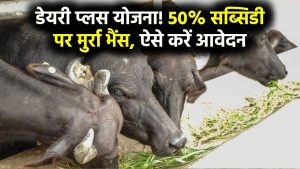 Dairy Plus Scheme: 50% सब्सिडी पर मिलेगी मुर्रा भैंस! मुख्यमंत्री डेयरी प्लस योजना में आवेदन प्रक्रिया जानें 3 Dairy Plus Scheme: 50% सब्सिडी पर मिलेगी मुर्रा भैंस! मुख्यमंत्री डेयरी प्लस योजना में आवेदन प्रक्रिया जानें