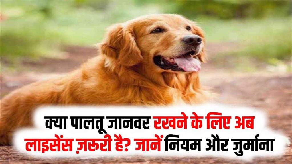 Pet License Rule: क्या पालतू जानवर रखने के लिए अब लाइसेंस ज़रूरी है? जानें नया नियम और जुर्माना 1 Pet License Rule: क्या पालतू जानवर रखने के लिए अब लाइसेंस ज़रूरी है? जानें नया नियम और जुर्माना