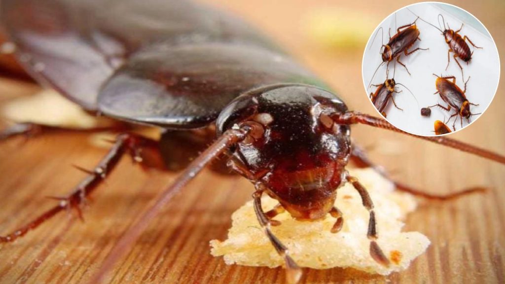cockroach survival secret nature gift