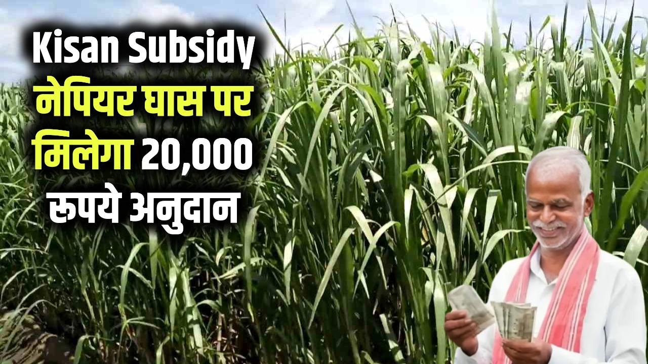 Kisan Subsidy: खुशखबरी! नेपियर घास उगाने पर सरकार से मिलेगा 20 हजार का अनुदान, किसान तुरंत उठाएं लाभ