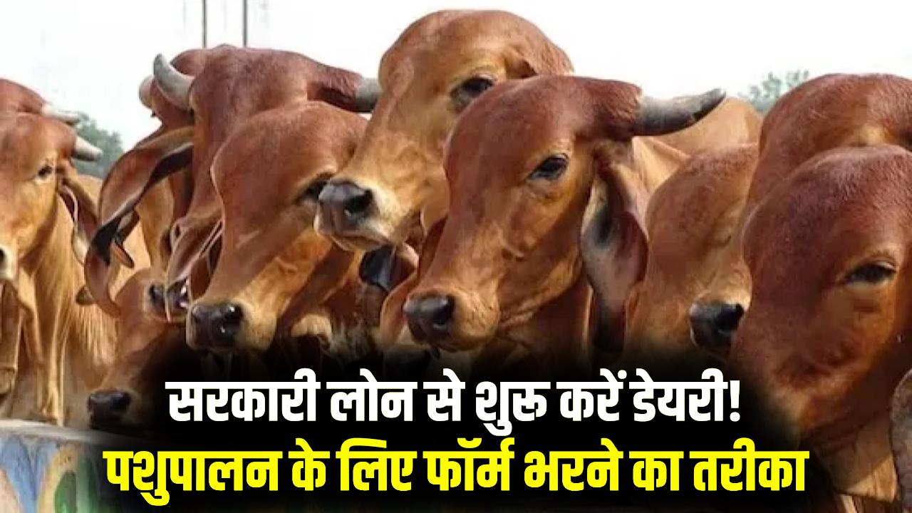 Dairy Farming Loan: पशुपालन और डेयरी शुरू करने के लिए मिलेगा सरकारी लोन, फॉर्म ऐसे भरें