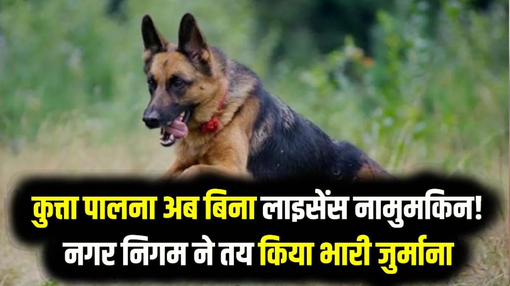 कुत्ता पालना अब बिना लाइसेंस नामुमकिन! नगर निगम ने तय किया भारी जुर्माना, घर-घर जाकर होगी चेकिंग