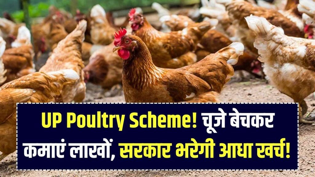 मुर्गा नहीं, 'चूजे' बेचकर कमाएं लाखों! यूपी सरकार दे रही है 50% सब्सिडी, जानें घर बैठे मालामाल होने वाला ये सुपरहिट प्लान