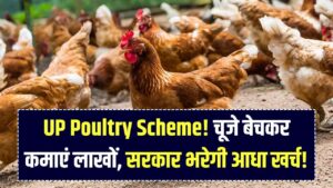 मुर्गा नहीं, 'चूजे' बेचकर कमाएं लाखों! यूपी सरकार दे रही है 50% सब्सिडी, जानें घर बैठे मालामाल होने वाला ये सुपरहिट प्लान