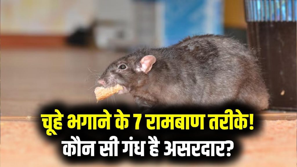 Home Hacks: घर/दुकान से चूहे भगाने के 7 आसान उपाय! जानें कौन सी गंध से भागते हैं चूहे, रामबाण तरीका