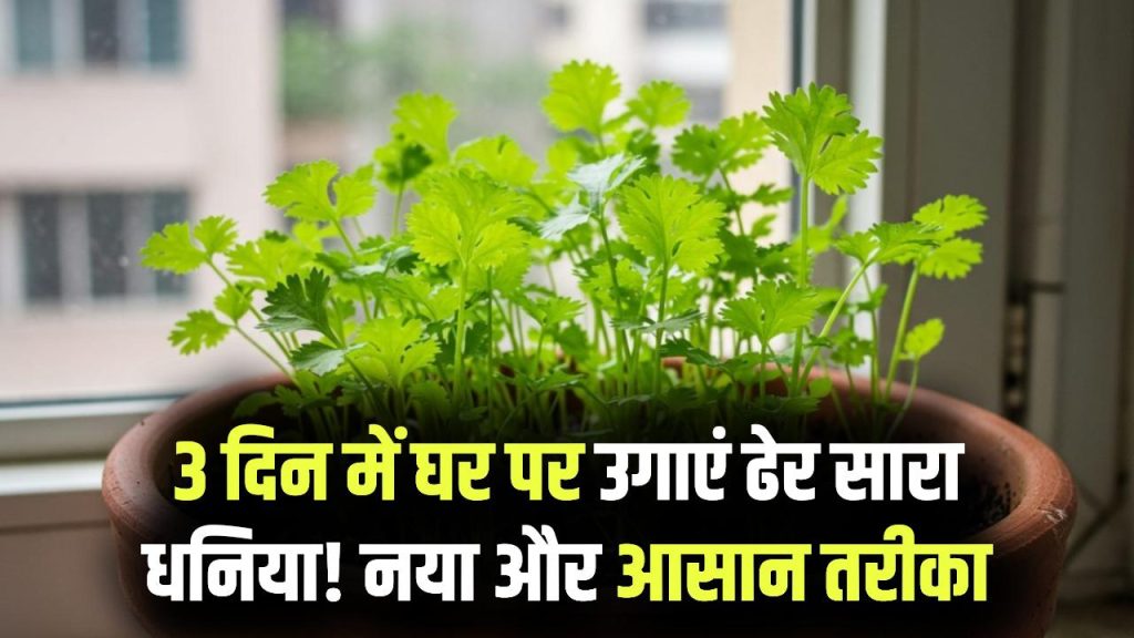 Kitchen Hack: सिर्फ 3 दिन में उगाएं ढेर सारा धनिया! घर पर अपनाएं ये बिल्कुल नया और आसान तरीका