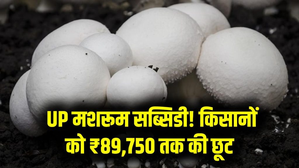 UP Mushroom Farming Subsidy: UP में मशरूम खेती पर सरकार दे रही ₹89,750 की सब्सिडी—किसानों के लिए बड़ा मौका