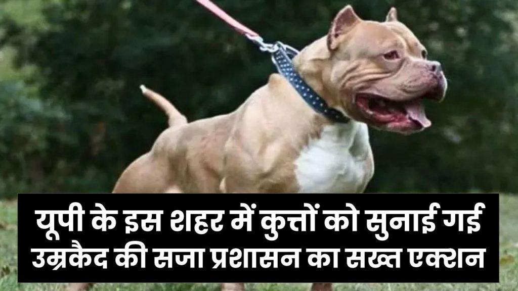 यूपी के इस शहर में कुत्तों को सुनाई गई उम्रकैद की सजा! वजह जानकर आपके भी रोंगटे खड़े हो जाएंगे, प्रशासन का सख्त एक्शन