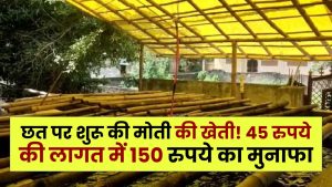 Success Story: MBA के बाद नौकरी छोड़ी, छत पर शुरू की मोती की खेती! 45 रुपये की लागत में 150 रुपये का मुनाफा, जानें पूरा तरीका