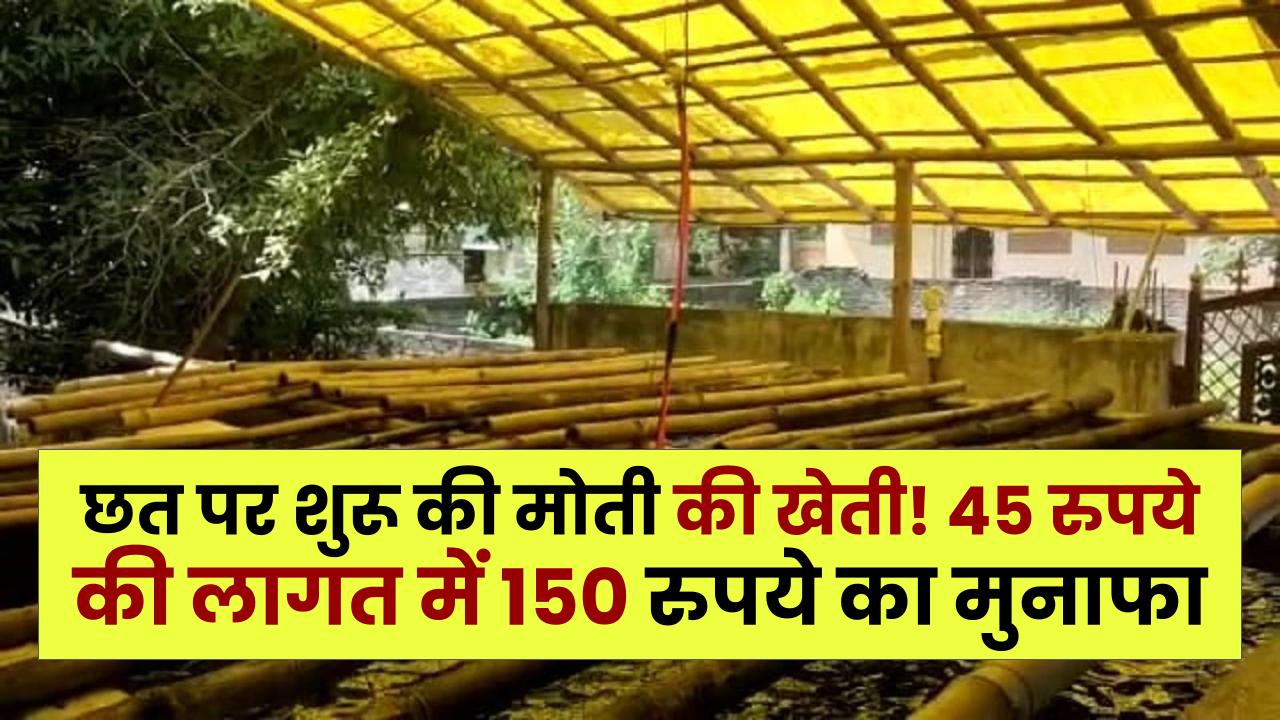 Success Story: MBA के बाद नौकरी छोड़ी, छत पर शुरू की मोती की खेती! 45 रुपये की लागत में 150 रुपये का मुनाफा, जानें पूरा तरीका