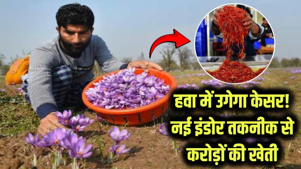 saffron is being sold at rupees know how you can start saffron farming