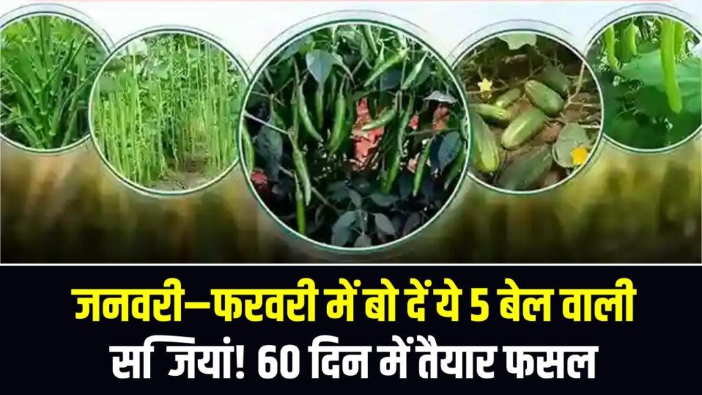 Vegetable Farming Business: जनवरी–फरवरी में बो दें ये 5 बेल वाली सब्जियां! 60 दिन में तैयार फसल, कम लागत में बंपर मुनाफा